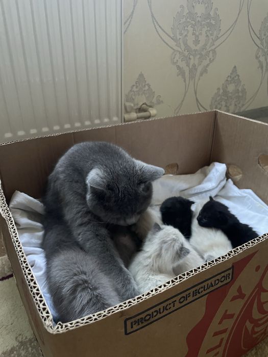 Продаются котята мама британская папа сиамский