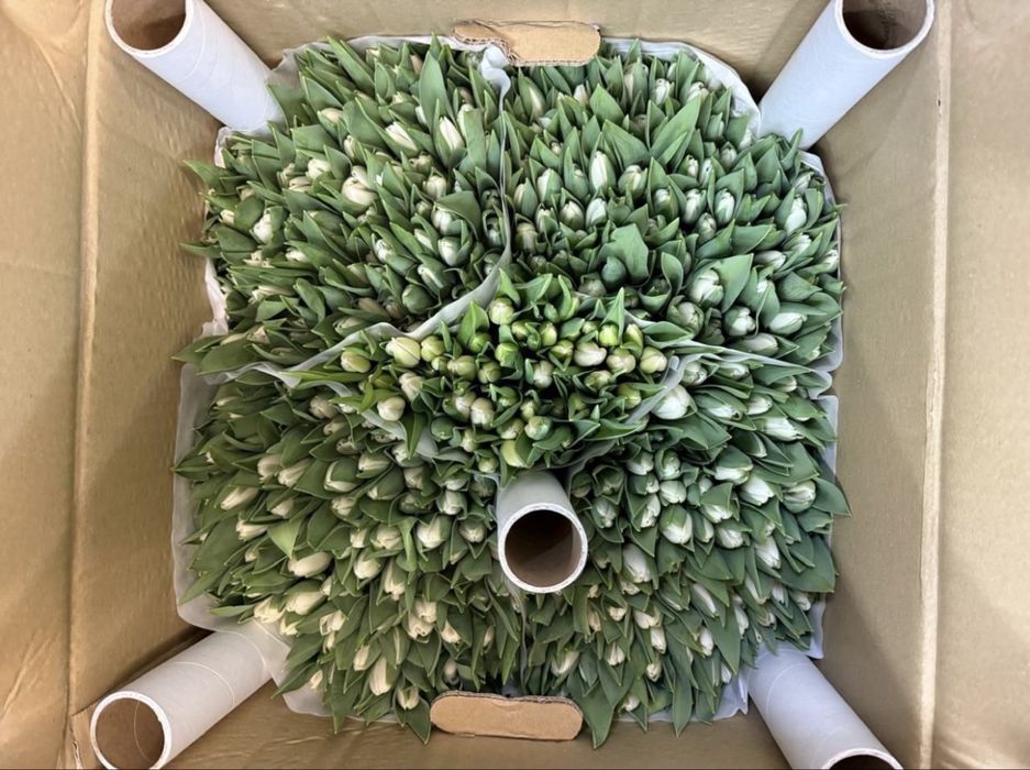 Тюльпаны к 8 марта | Свежие тюльпаны