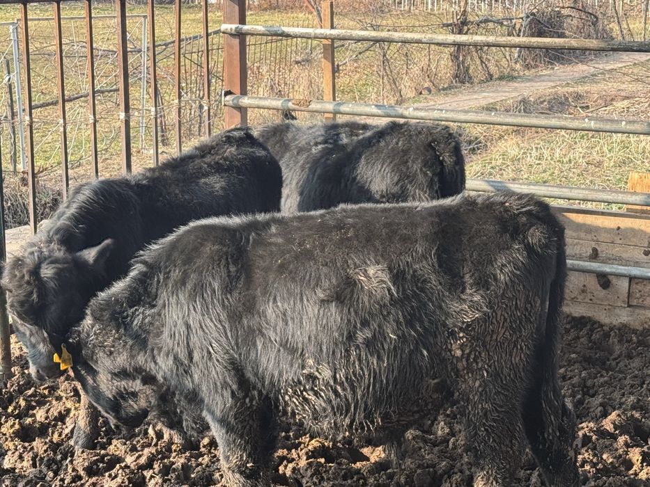 Ангус быки на племя