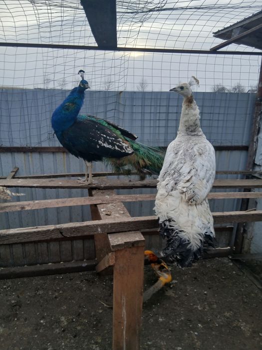 Desființez crescatorie de păsări