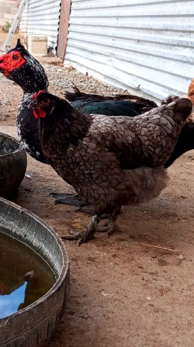 Продам домашних курей.