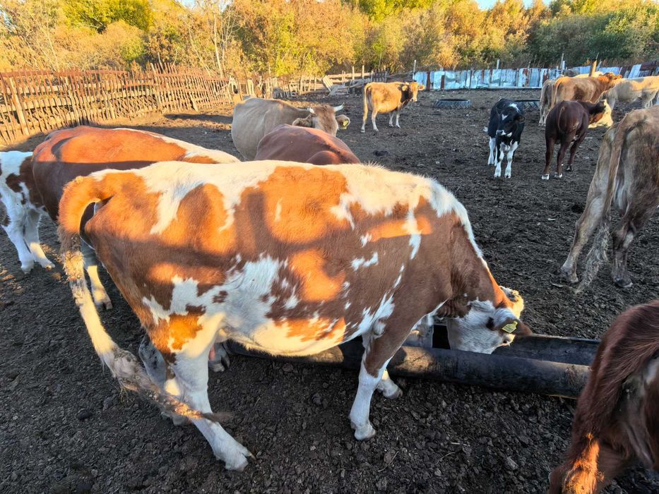 Продам крупно рогатый скот