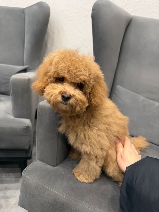 Продам мальтипу F1