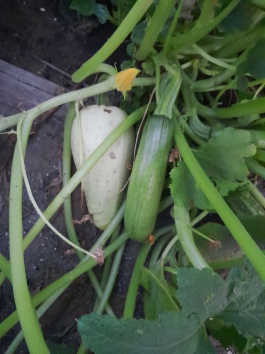 Продам   Кабачки