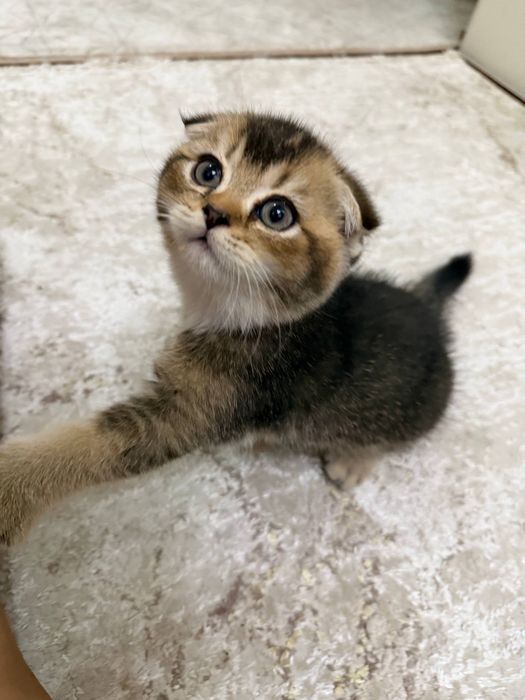 Продается котьят шиншилла
