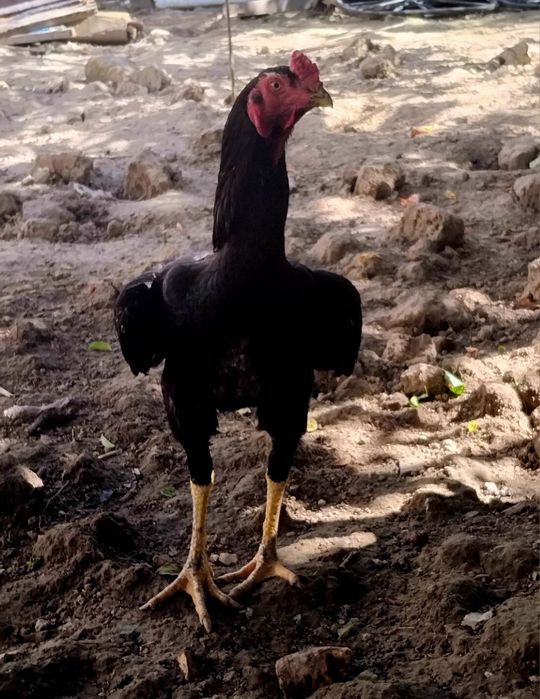 Dakan xoʻroz qora sotiladi