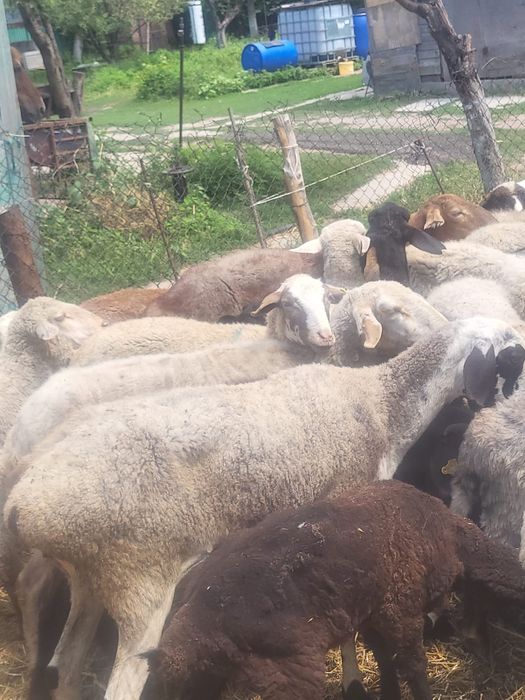 Круг общий 55000