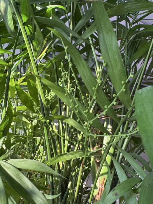 Хамедорея элеганс пальма