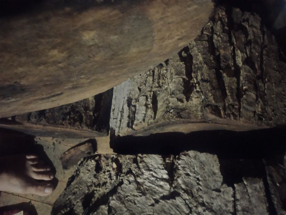 Buturuga, butuc, trunchi, tulpină nuc uscat