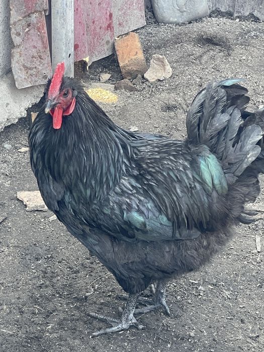 Продам молодых петухов