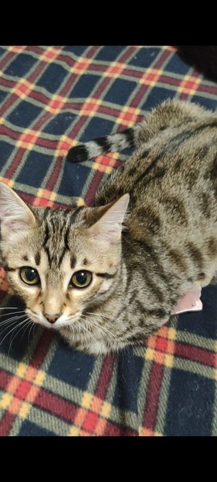 Котята в хорошие руки