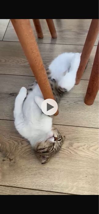 Отдам кота в хорошие руки