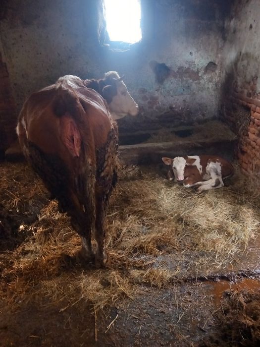 Vând vaca cu vițel