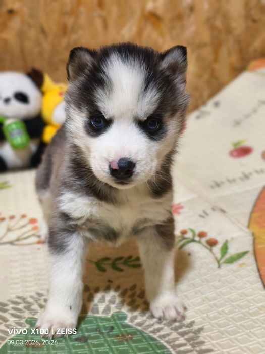Очаровательные щенки сибирской хаски.