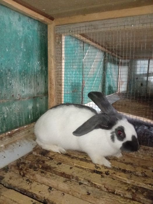 Продам кролика породы НПВ (Строкач)