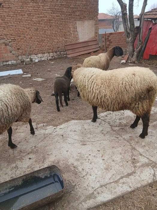 Овце  черноглави