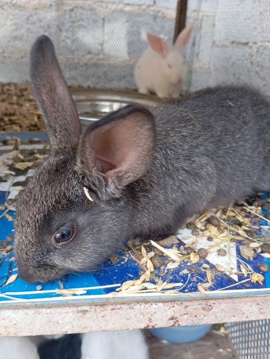 Quyon bolalari sotiladi