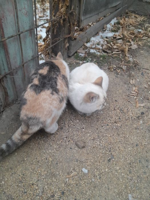 Отдам даром котят.