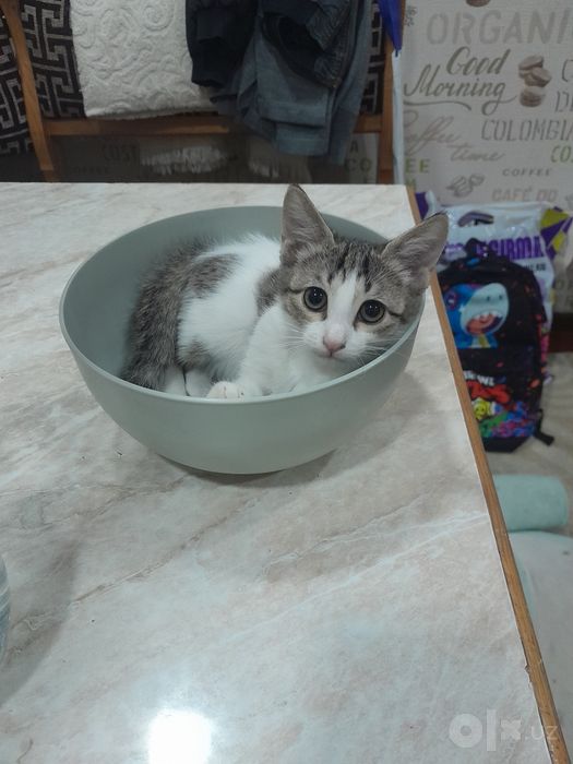 Только в добрые руки котёнок-девочка!