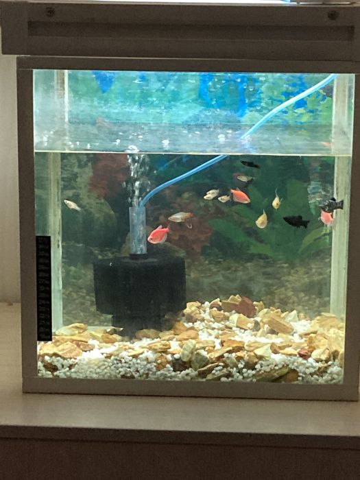 аквариум с рыбками