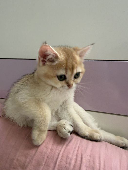 Золотые шиншиллы