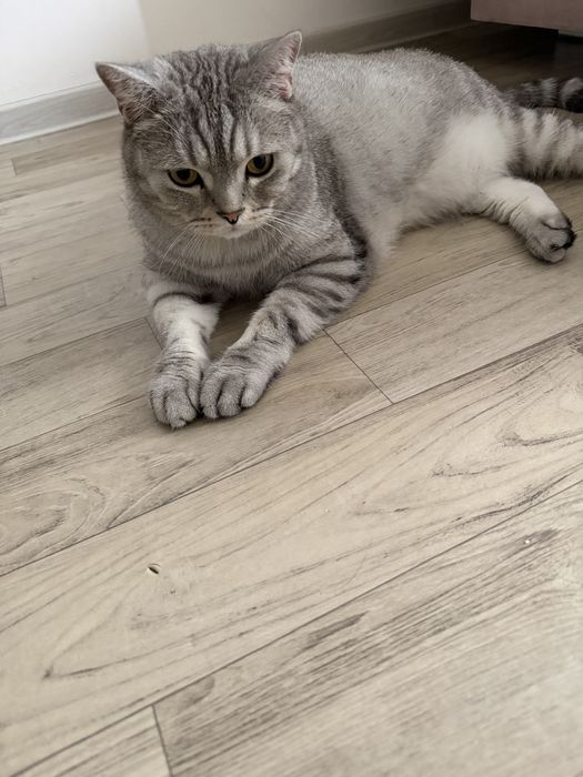 Отдам даром кота