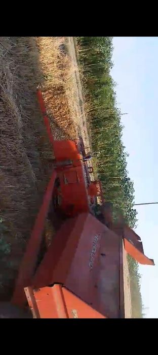 Vând puieți de Salcâm