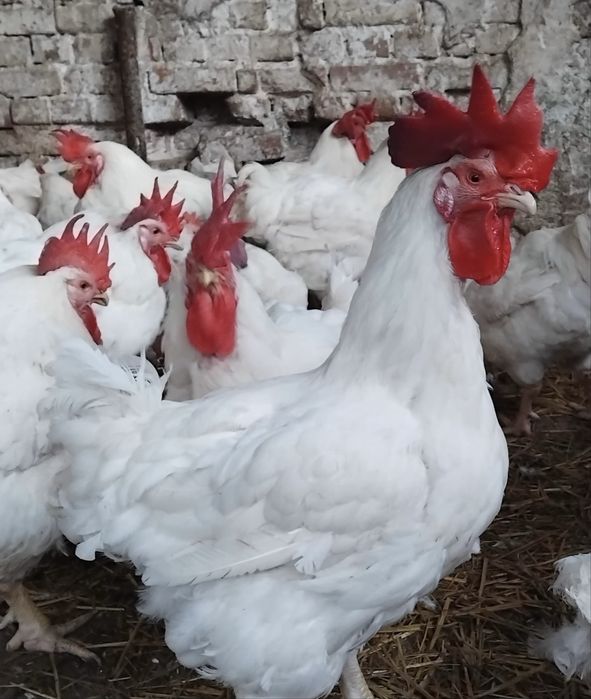 Cocoși albi de vanzare