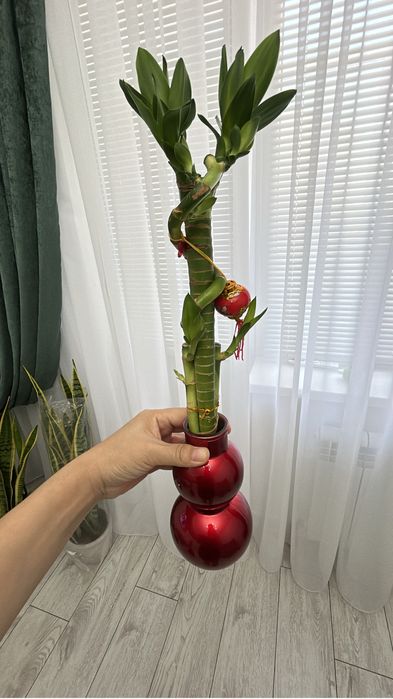 Цветы комнатные в наличии