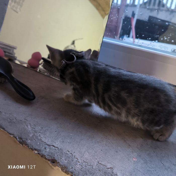 Котенок голубой бенгал