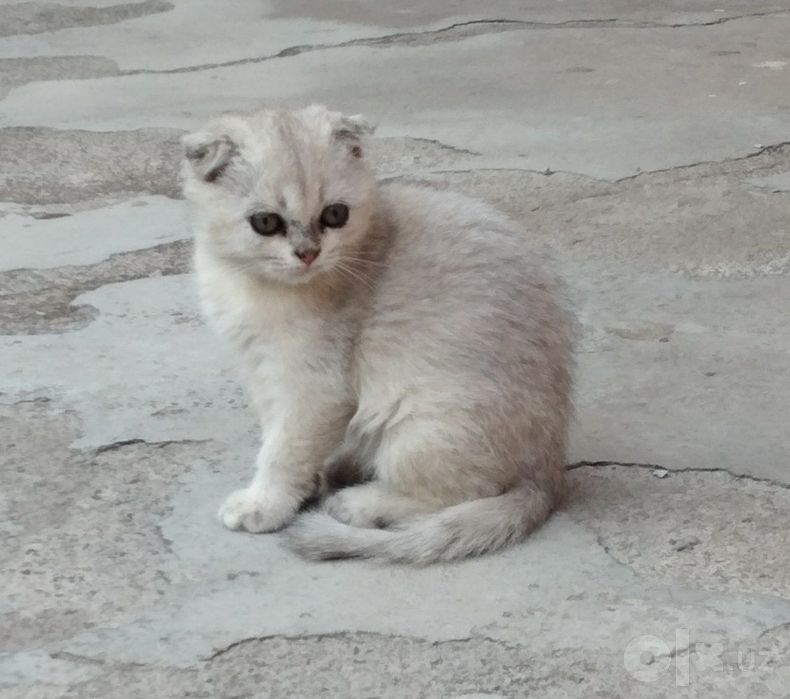 Кошки зотли 2.5 ойли Shinshilla qiz 
2.5 oyli
Sotuvda
Toshkentda
Onasi