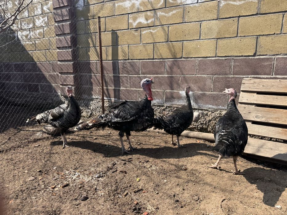 Индюк и 3 индюшки крупные
