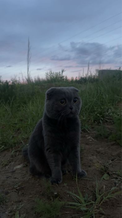Вязка опытного вислоухого кота!
