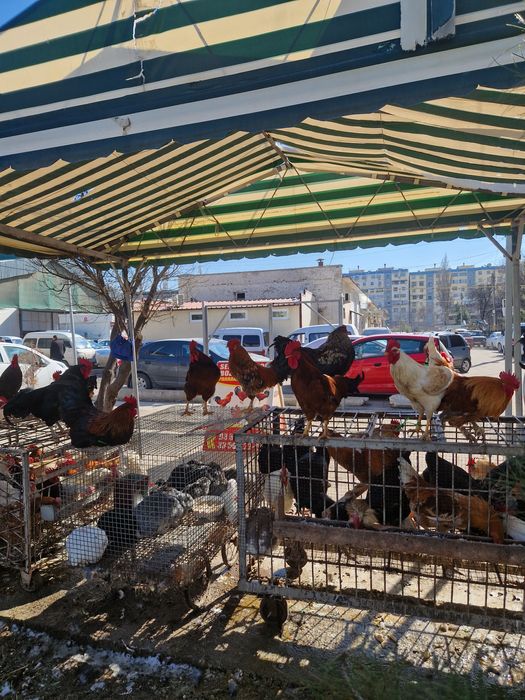 Sergili dehqon bozorida xoroz tovuq kurka quyon huroz ordek