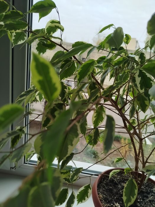 Цветы комнатные.Фикус Бенджамина