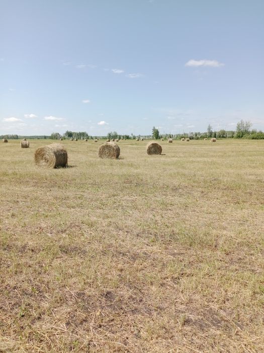 Сено в рулонах .