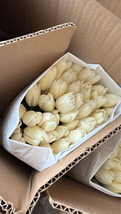 Тюльпаны Астана