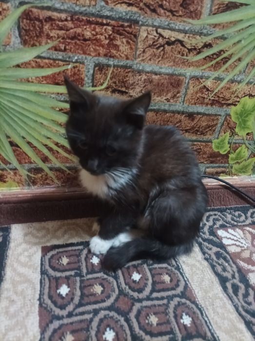 Mushuk sotiladi zotli