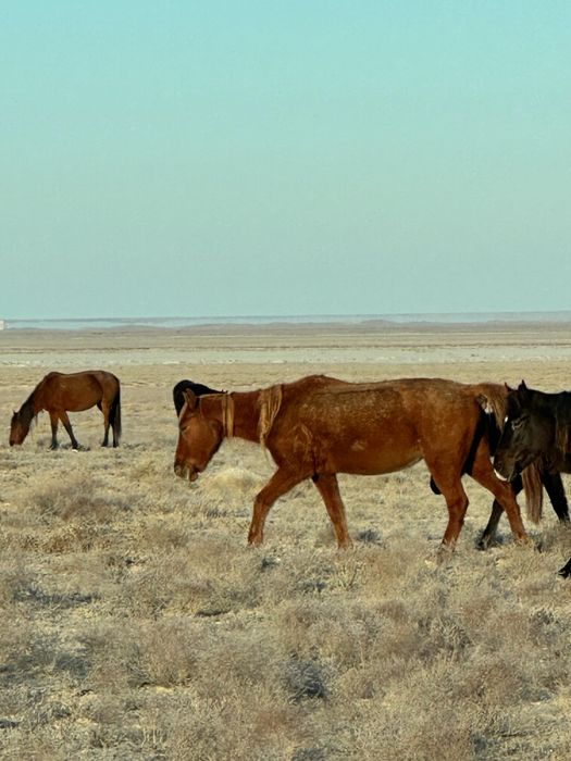 Жылкылар сатылады.