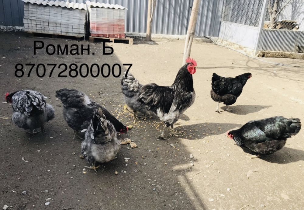 Инкубационные яйцо.  Джесийский гигант Брама черная голубая