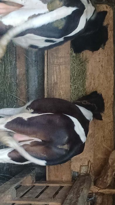 De vânzare trei viței taurasi toti