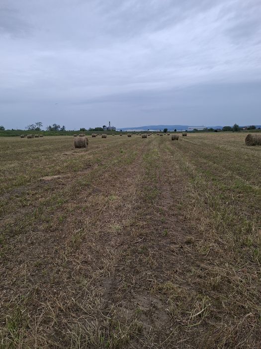 Baloți de lucernă de vânzare.