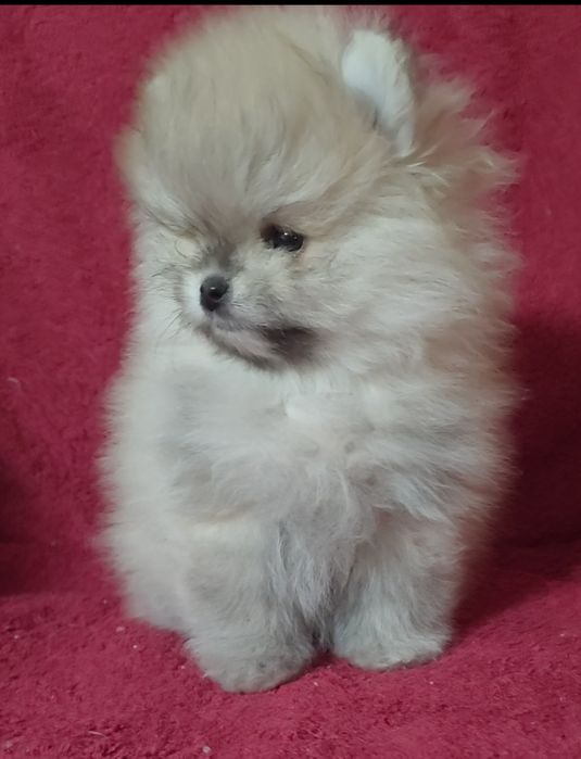 Супппер кукольный мальчик