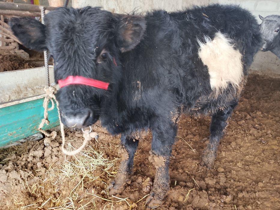 Buqacha sotiladi. Zotdor buqa