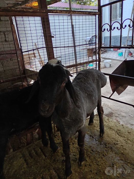 Уйда бокилган кучкор сотилади