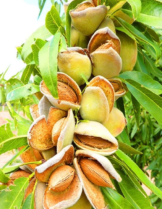 Бодом кучатлар килич ва олтиарик навли.