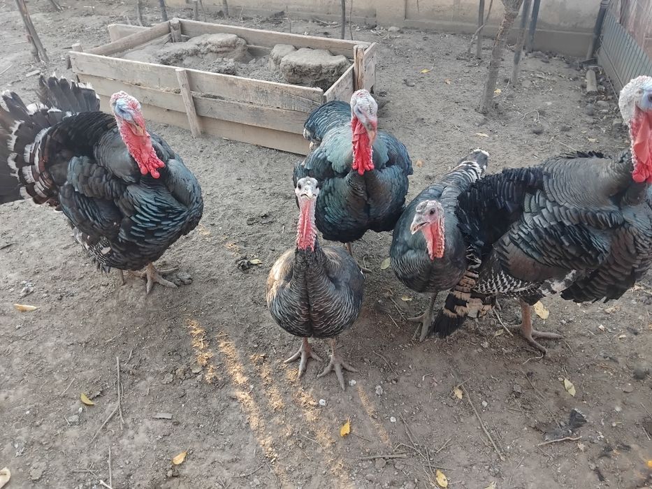 Vând curcani și curci