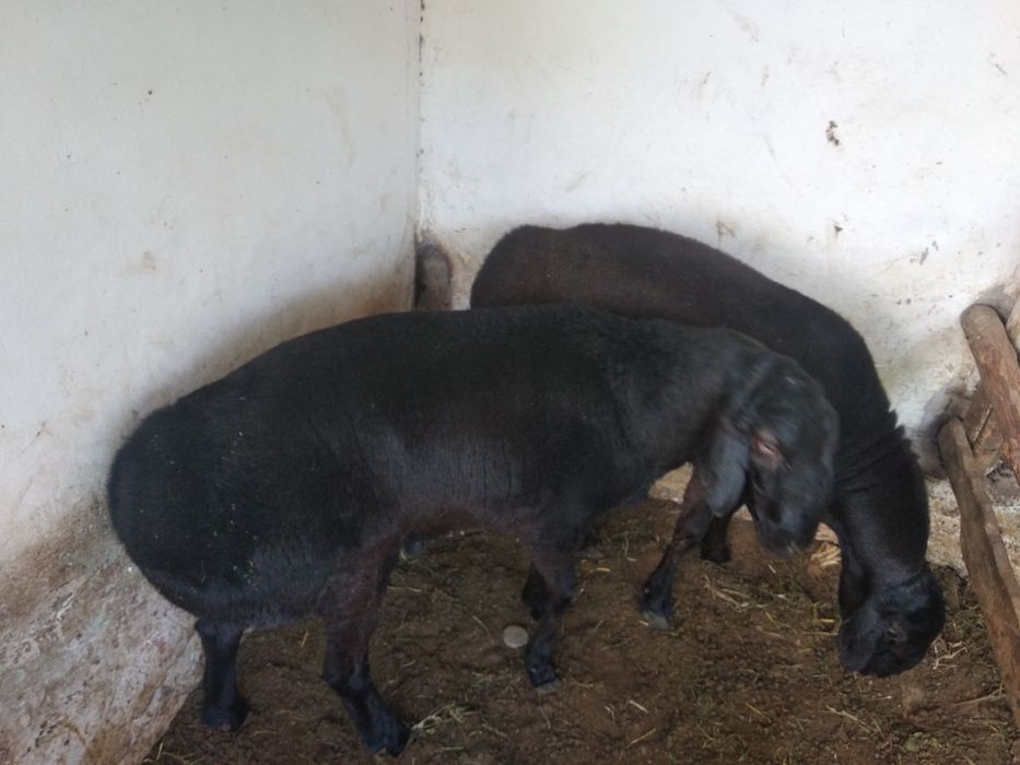 Qo'chqorlar sotiladi