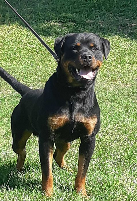Rottweiler dresat la nivel înalt pentru pază și protecție