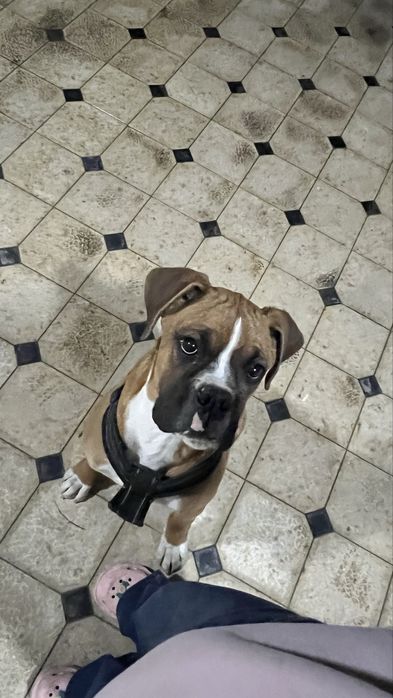 Продается собака боксер и бутка